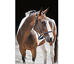 Anatomical Headcollar Sophistication