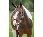 Anatomical Headcollar Sophistication