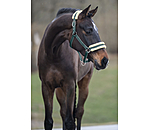 Headcollar Night Sky
