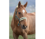 Headcollar Night Sky