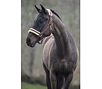 Headcollar Night Sky