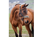 Headcollar Night Sky