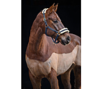 Headcollar Night Sky