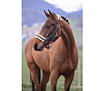 Headcollar Night Sky