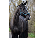 Headcollar Glitter