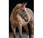 Headcollar Glitter