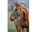 Headcollar Glitter