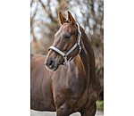 Headcollar Glitter
