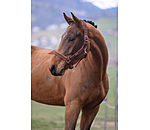 Headcollar Glitter