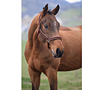 Headcollar Glitter