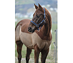 Headcollar Glitter