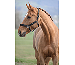 Headcollar Glitter