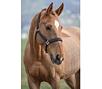 Headcollar Glitter