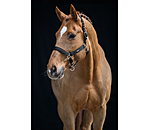 Headcollar Glitter