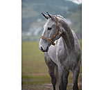 Headcollar Glitter