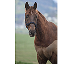 Headcollar Signature II