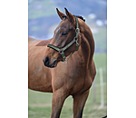 Headcollar Signature II
