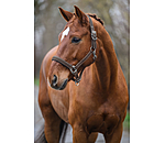 Headcollar Swiss Design II