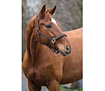 Headcollar Swiss Design II