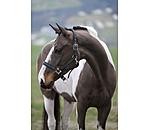 Headcollar Swiss Design II