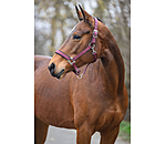 Headcollar Swiss Design II