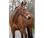 Headcollar Swiss Design II