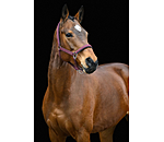 Headcollar Swiss Design II