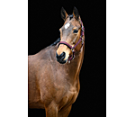 Headcollar Swiss Design II