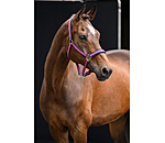 Headcollar Swiss Design II