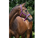 Headcollar Swiss Design II