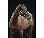 Headcollar Swiss Design II