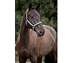 Headcollar Swiss Design II