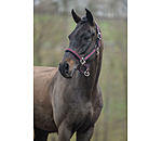 Headcollar Swiss Design II