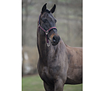 Headcollar Swiss Design II
