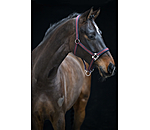 Headcollar Swiss Design II