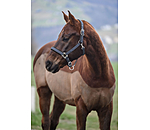Headcollar Swiss Design II