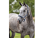 Headcollar Swiss Design II