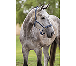 Headcollar Swiss Design II