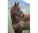 Headcollar Swiss Design II