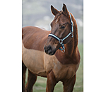 Headcollar Swiss Design II
