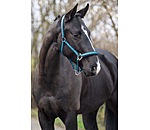 Headcollar Swiss Design II