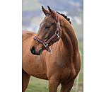 Headcollar Swiss Design II