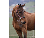 Headcollar Swiss Design II