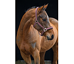 Headcollar Swiss Design II