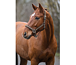 Headcollar Essential II