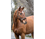 Headcollar Essential II