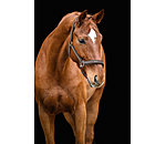 Headcollar Essential II