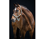 Headcollar Essential II