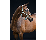 Headcollar Essential II