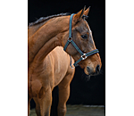 Headcollar Essential II